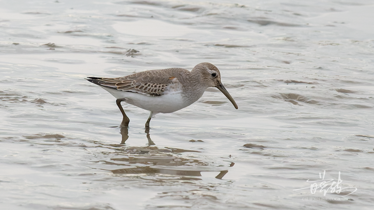 ハマシギ - ML647063646