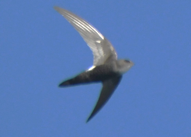 ニシヒメアマツバメ - ML647063647