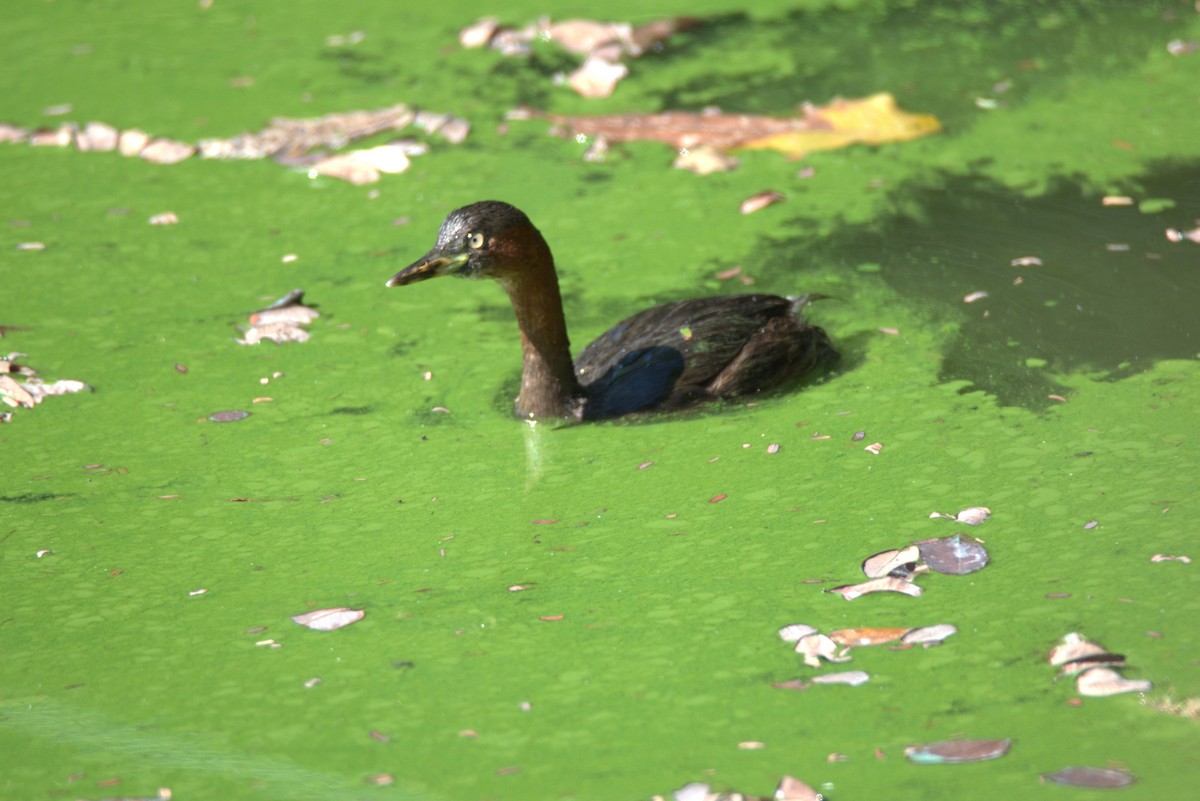 カイツブリ - ML647063648