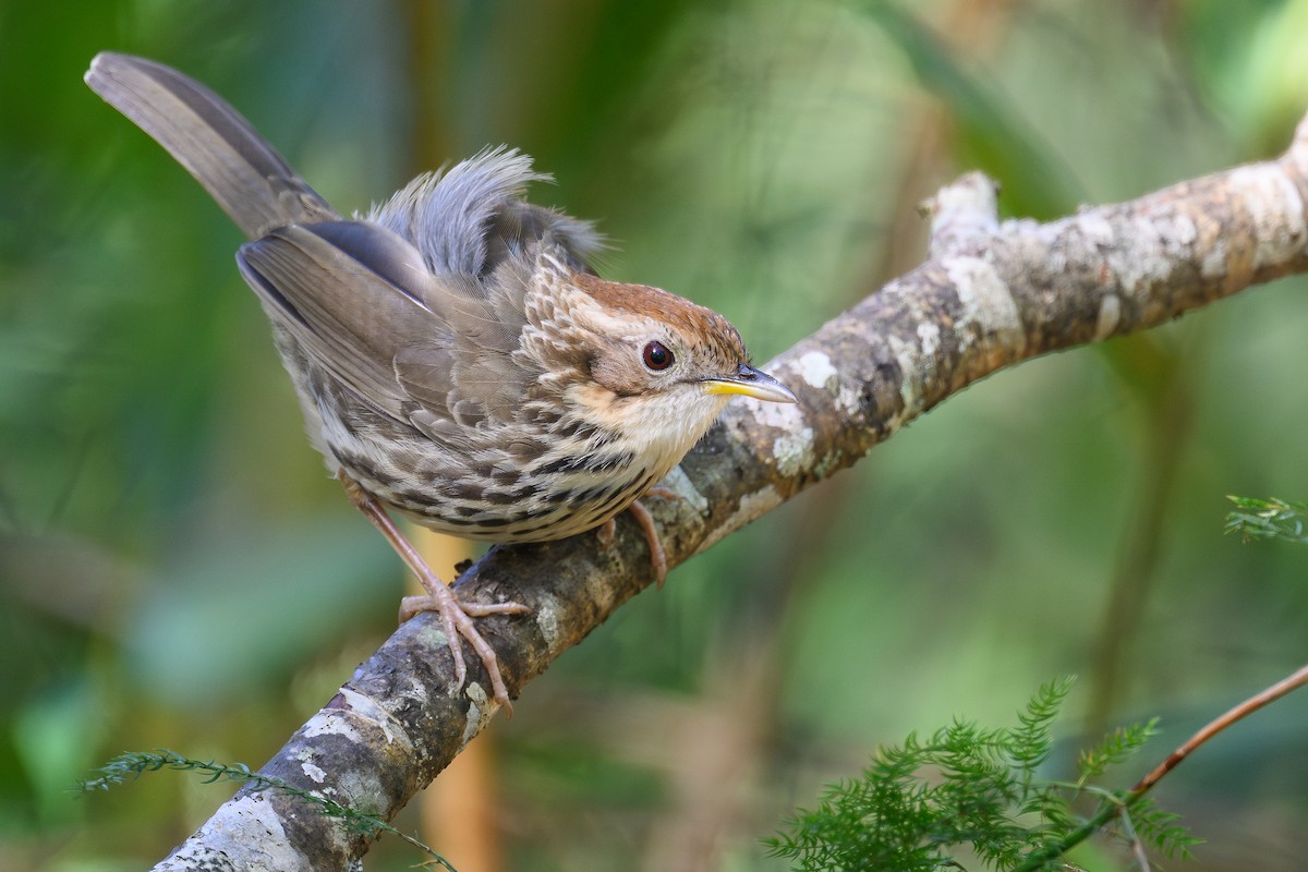 ムナフジチメドリ - ML647063649