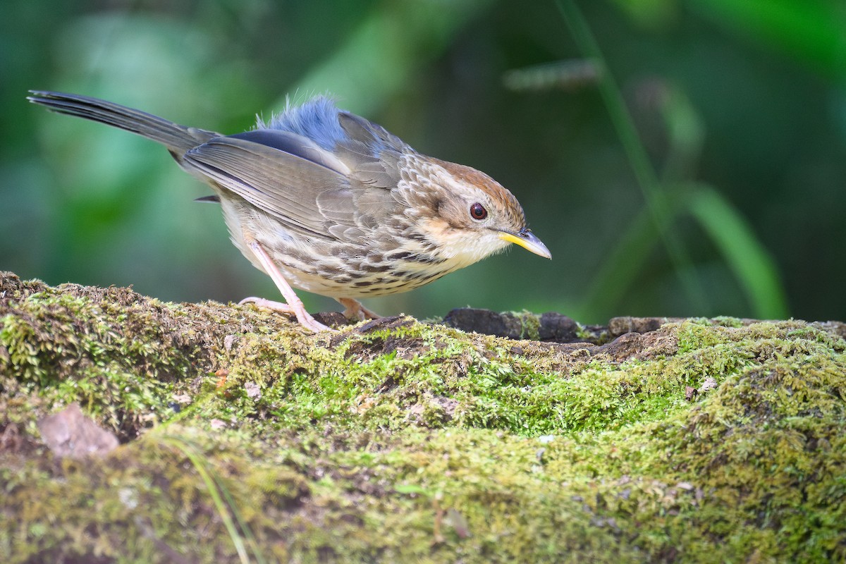 ムナフジチメドリ - ML647063650