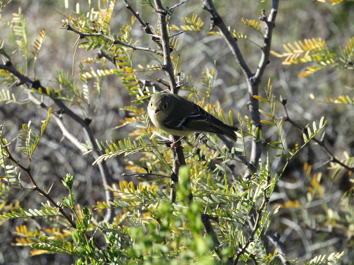 ルビーキクイタダキ - ML647063652