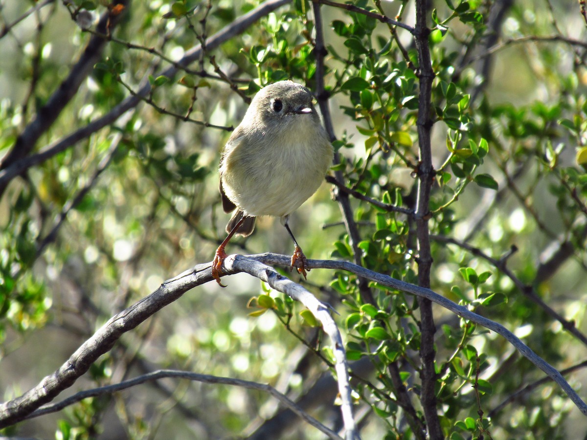 ルビーキクイタダキ - ML647063653
