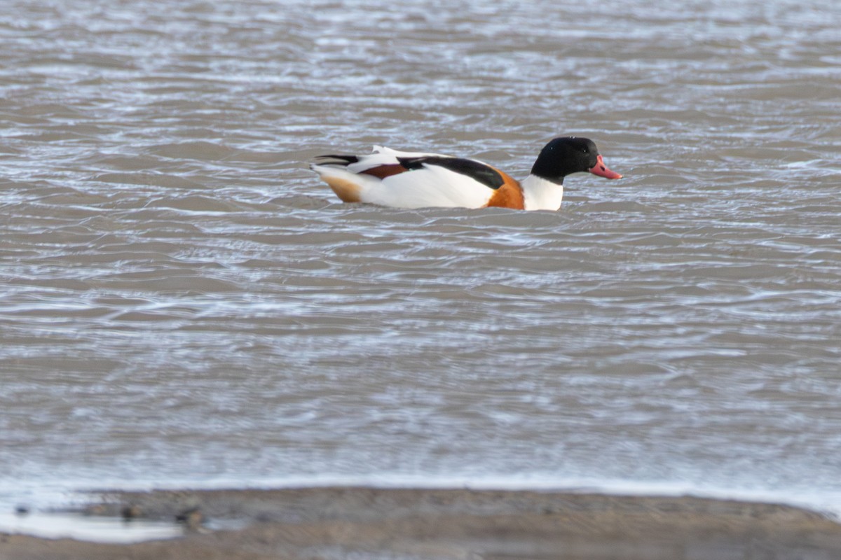 ツクシガモ - ML647063654