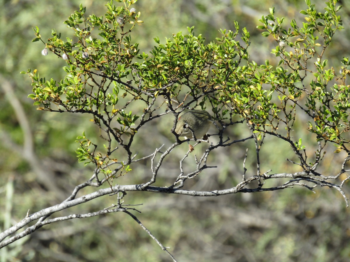 ルビーキクイタダキ - ML647063655