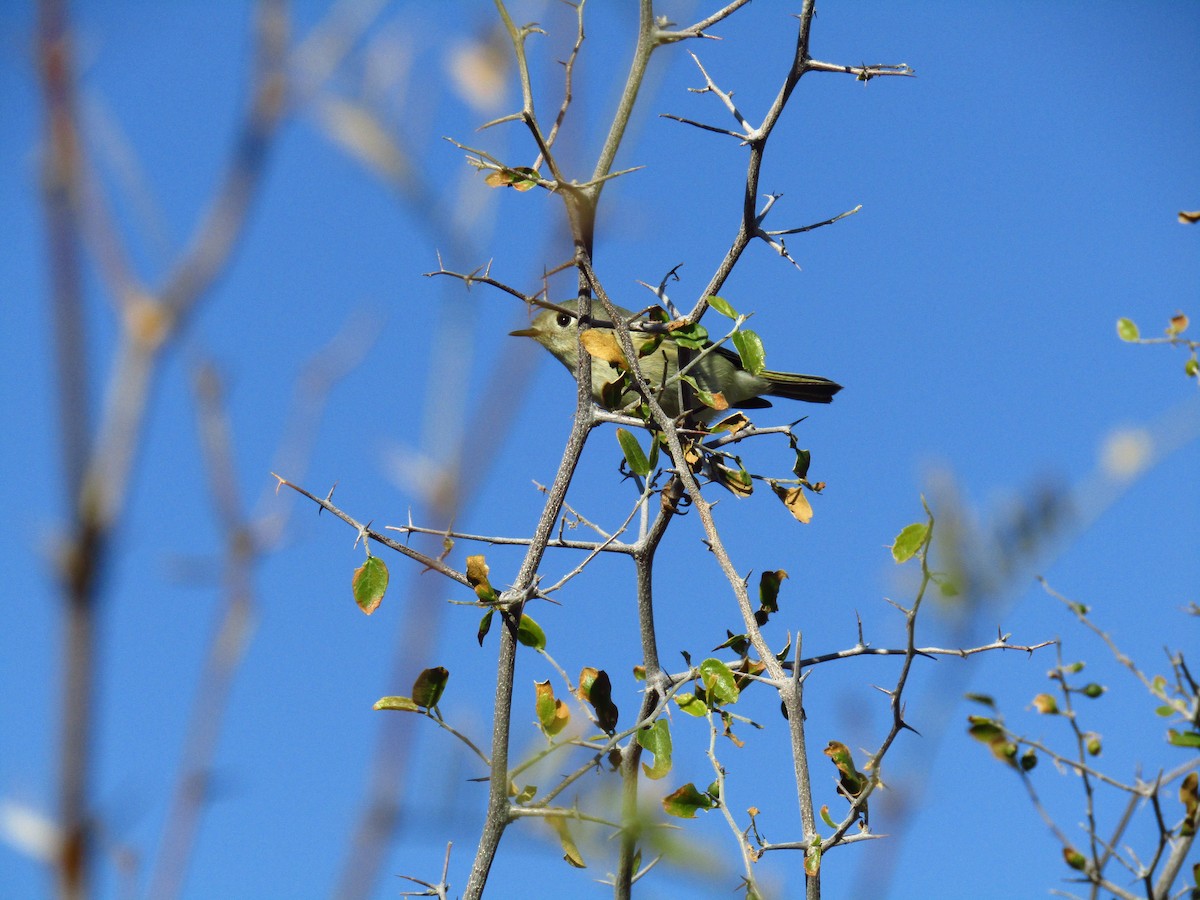 ルビーキクイタダキ - ML647063656