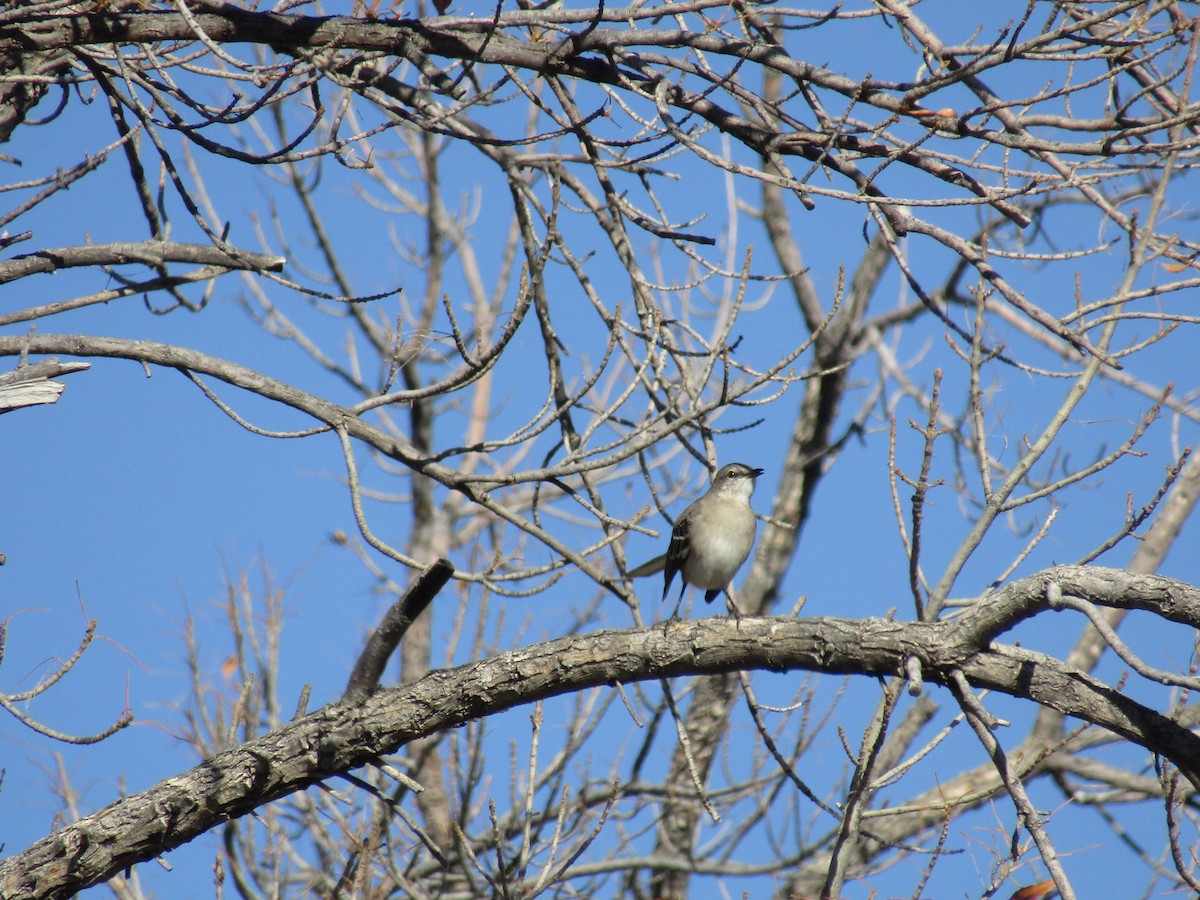 マネシツグミ - ML647063658