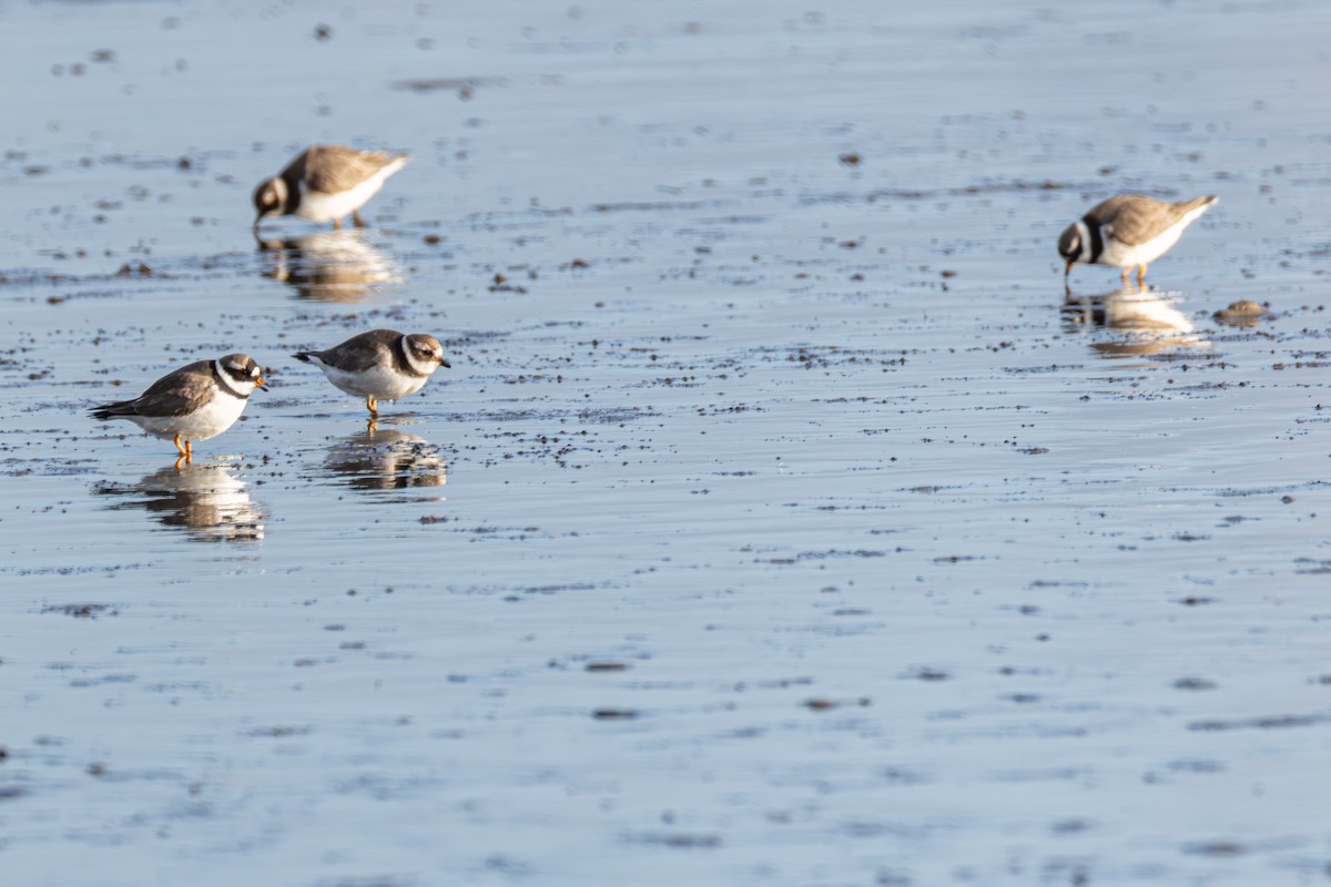 ハジロコチドリ - ML647063660