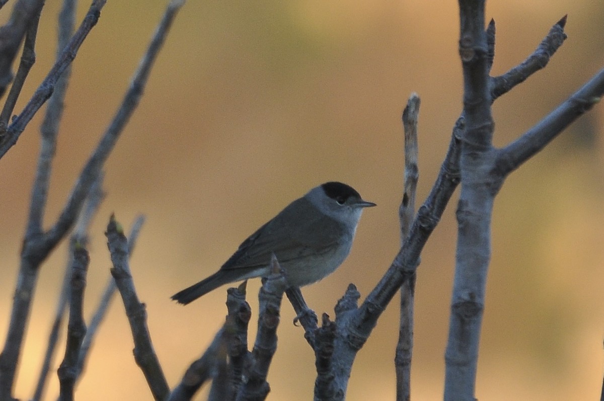 ズグロムシクイ - ML647063661