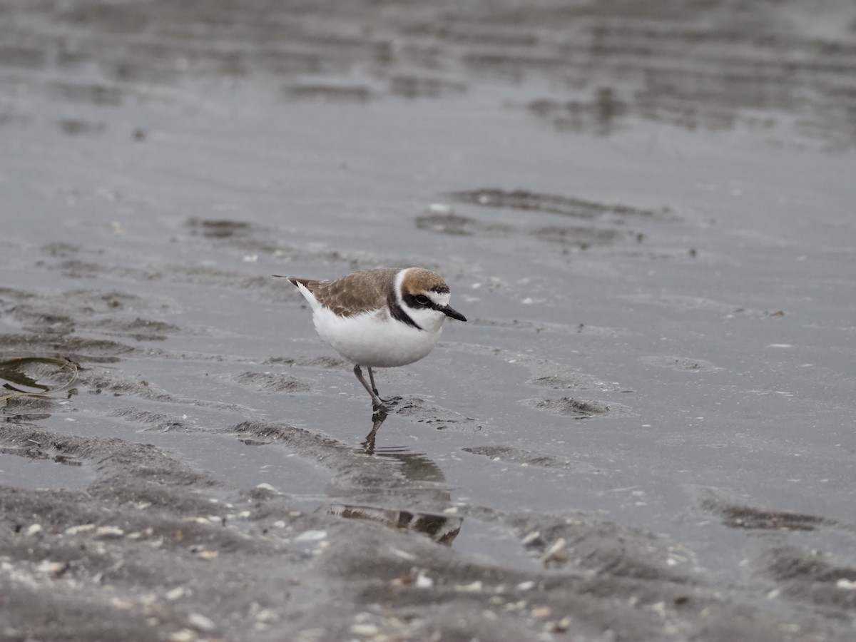 シロチドリ - ML647063663