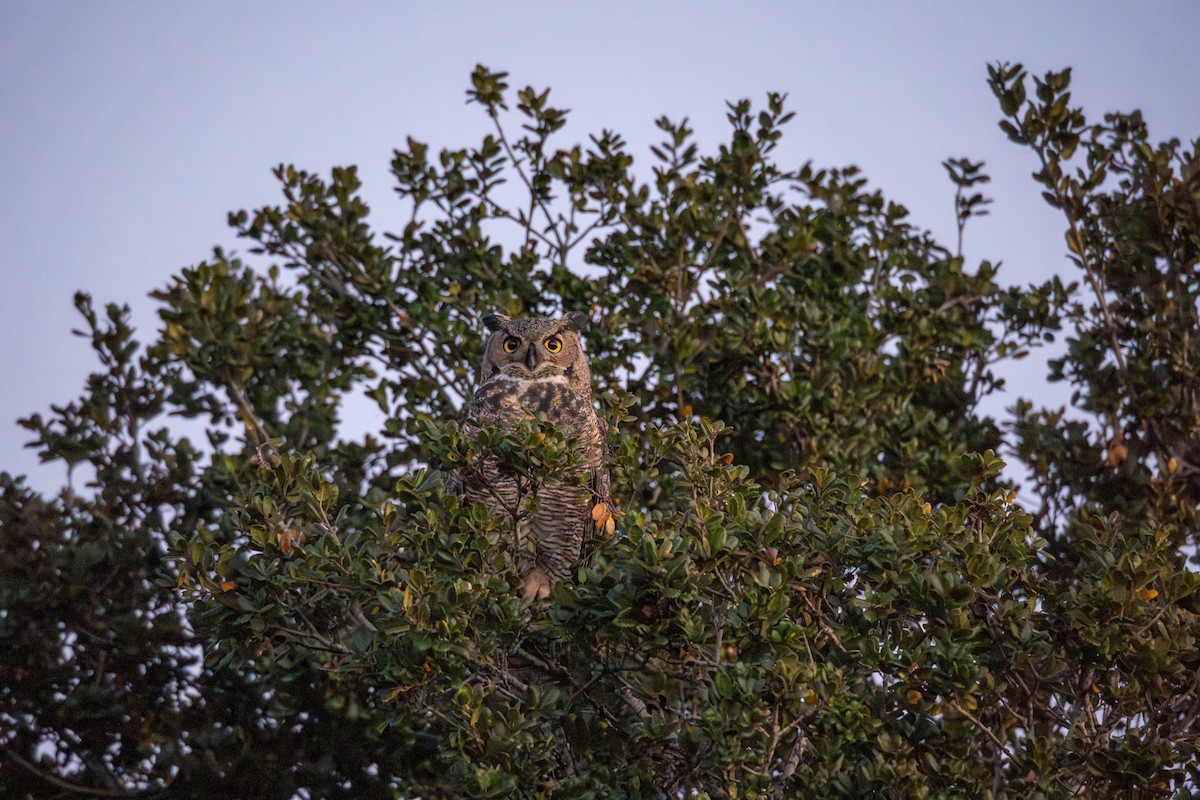 アメリカワシミミズク - ML647063664