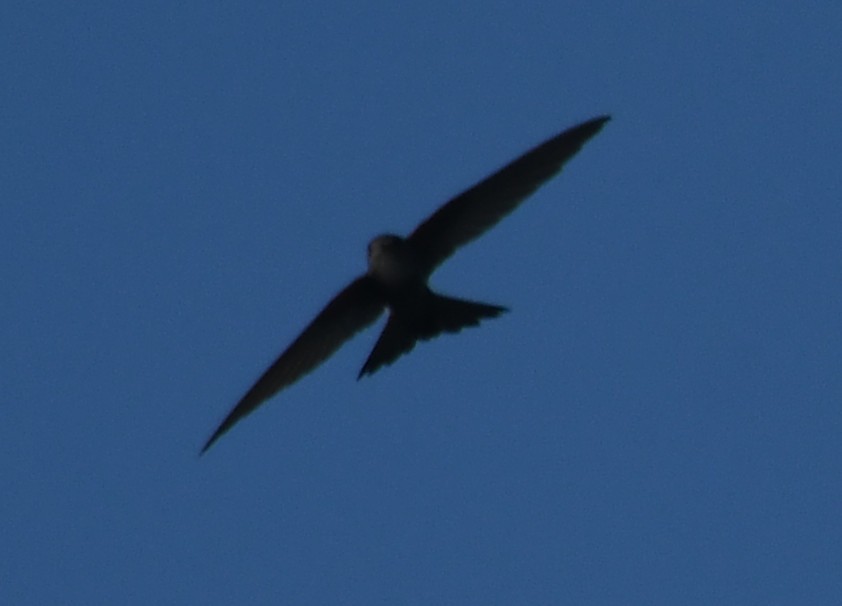 シロハラアナツバメ属／ムジアナツバメ属 - ML647063665