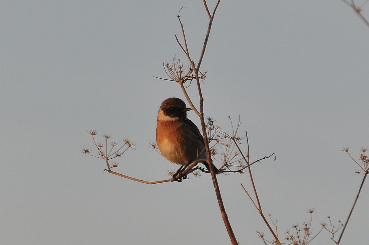 ヨーロッパノビタキ - ML647063666