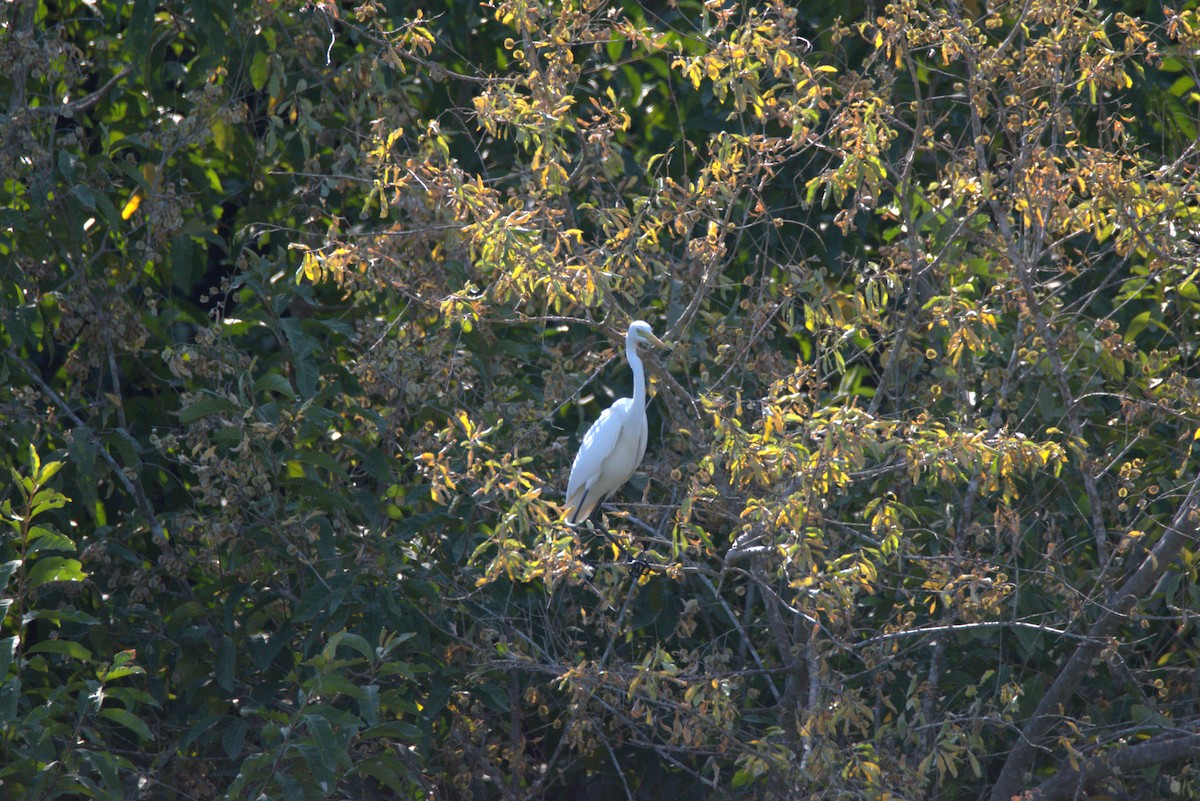 チュウサギ - ML647063669