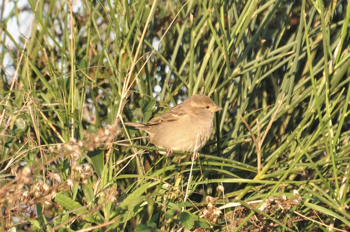 イエスズメ - ML647063670