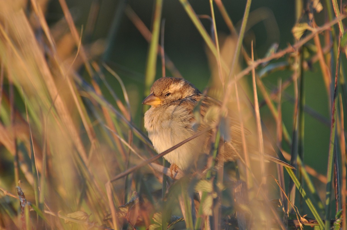 イエスズメ - ML647063671