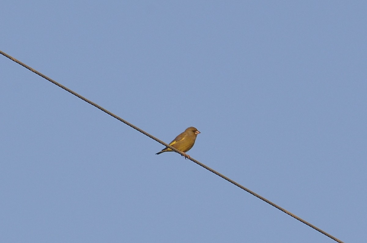 アオカワラヒワ - ML647063672