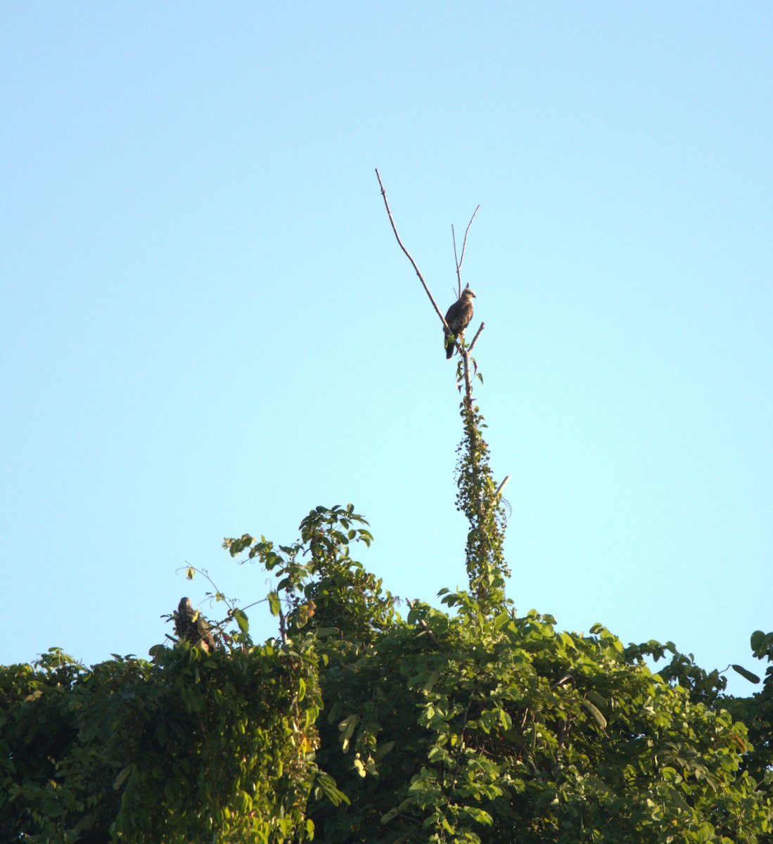 Jerdon's Baza - ML647063673