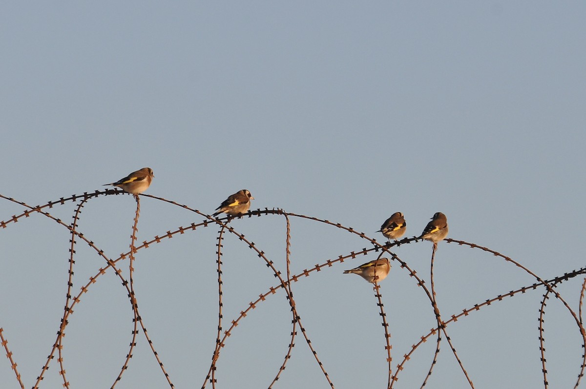 ゴシキヒワ - ML647063674