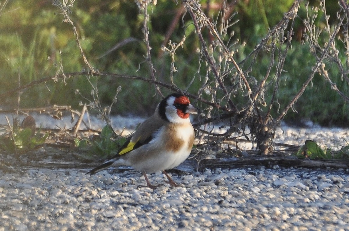 ゴシキヒワ - ML647063676