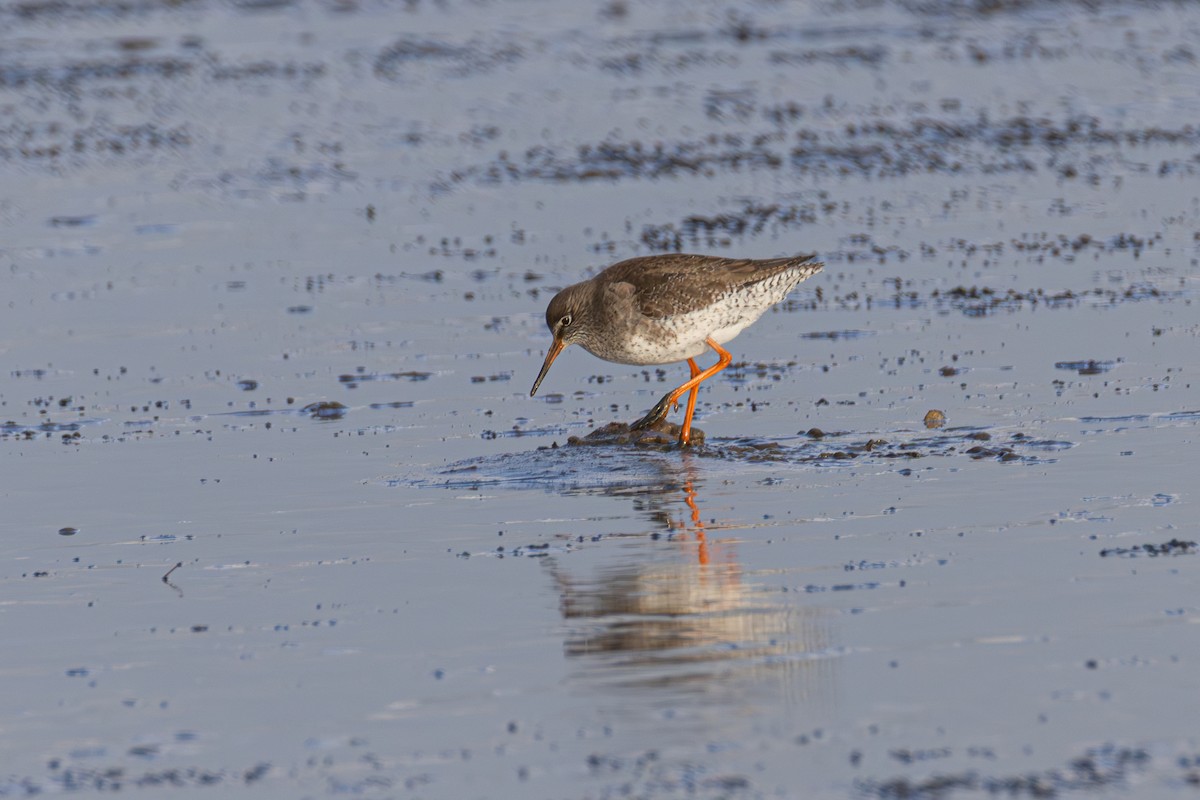 アカアシシギ - ML647063677