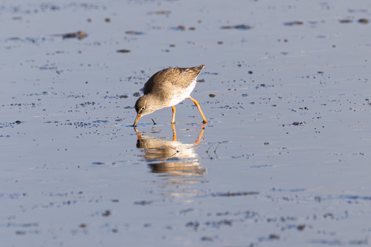 アカアシシギ - ML647063678