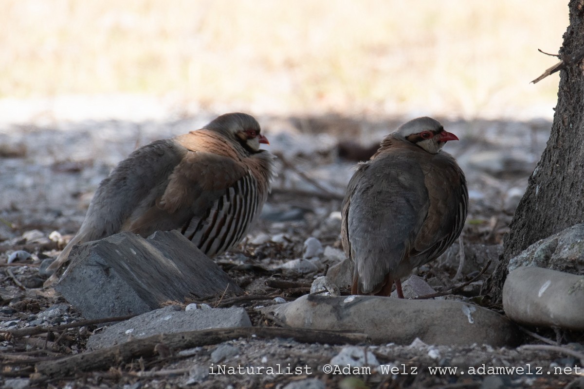 イワシャコ - ML647063679