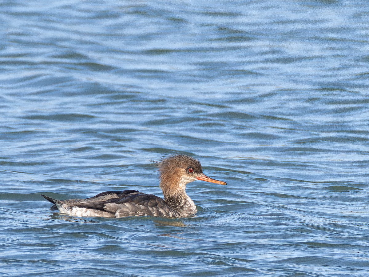 מרגון בינוני - ML647063681