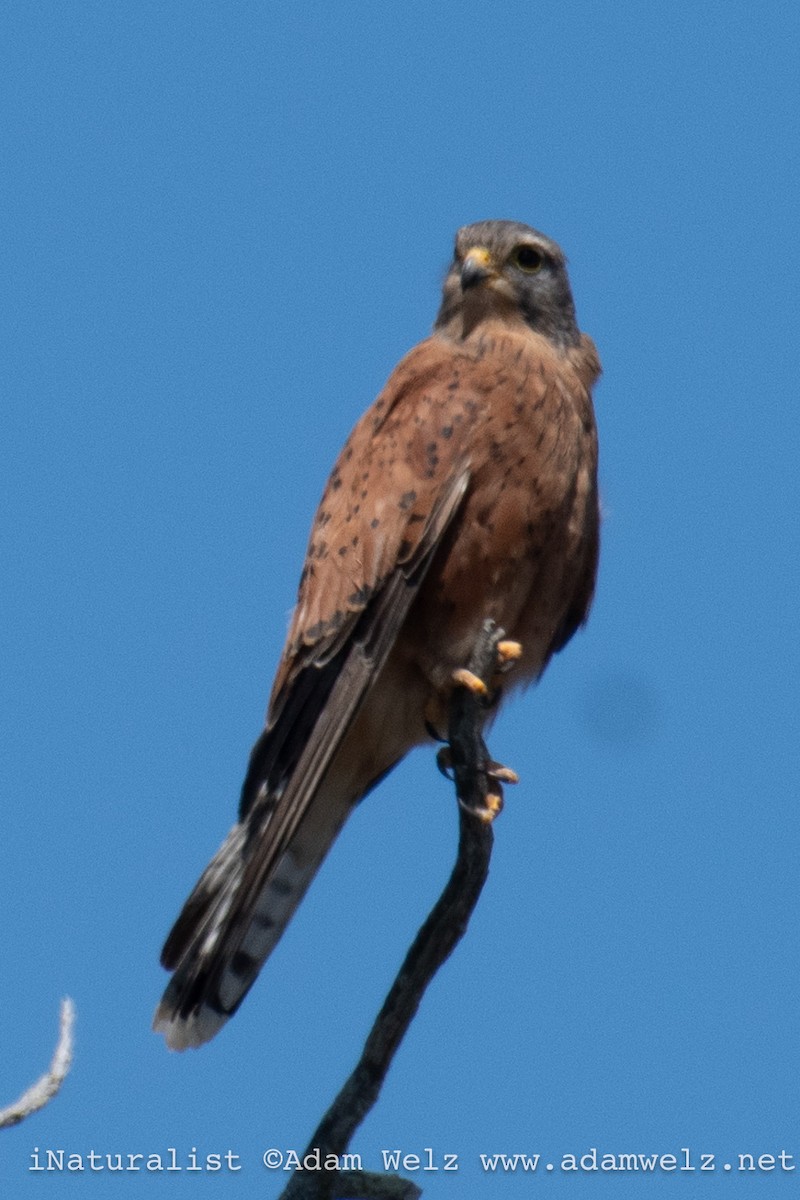 poštolka jihoafrická - ML647063682