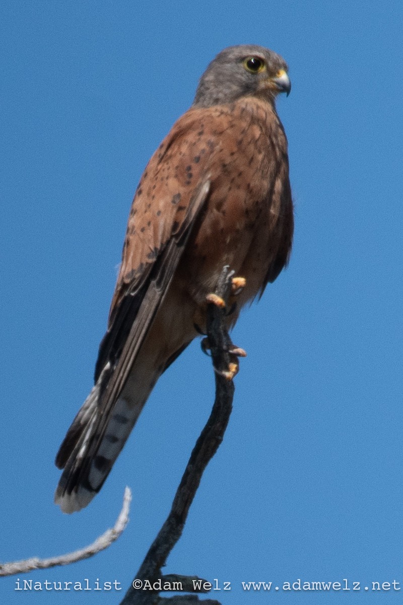 poštolka jihoafrická - ML647063683