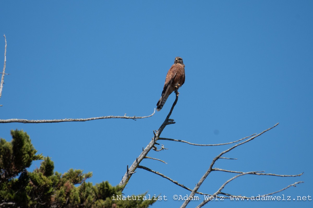 poštolka jihoafrická - ML647063684