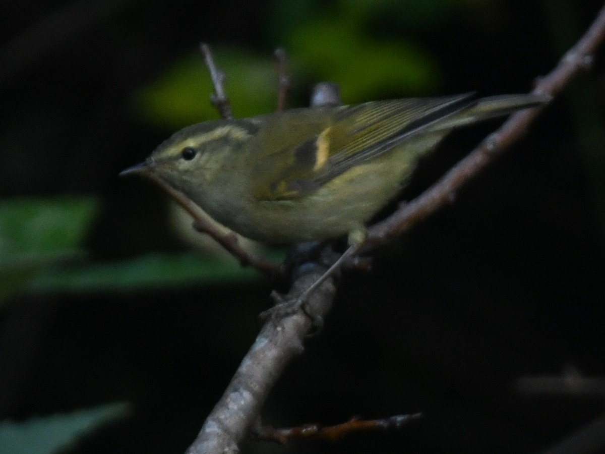 チャバネムシクイ - ML647063687