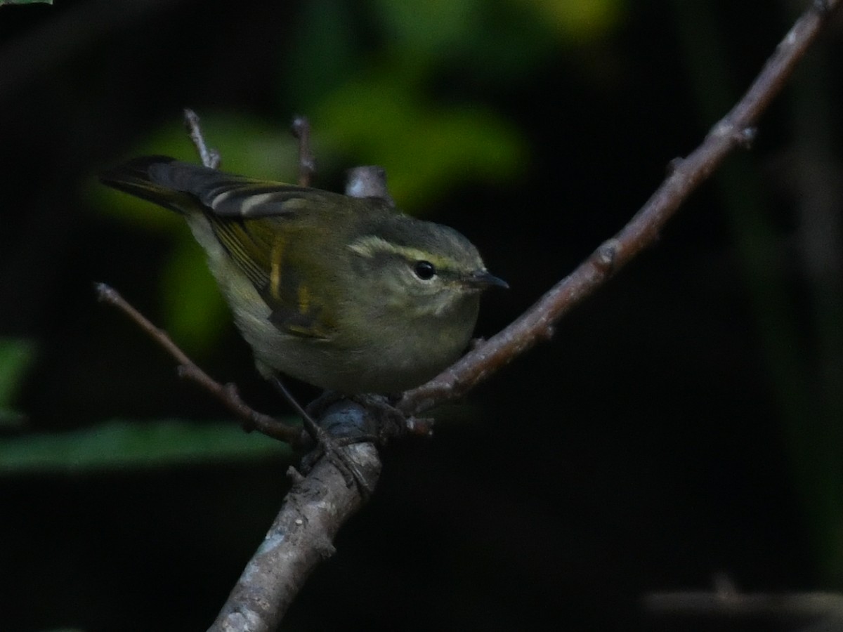 チャバネムシクイ - ML647063688