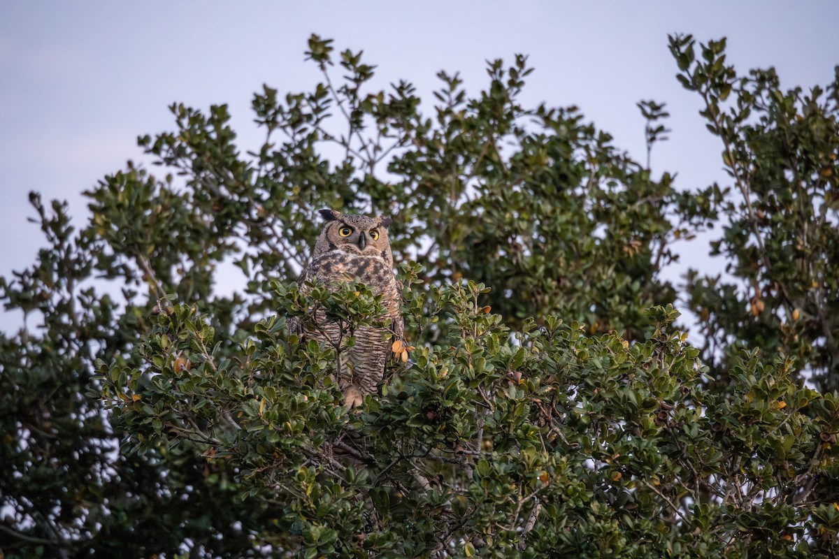 Пугач віргінський - ML647063694