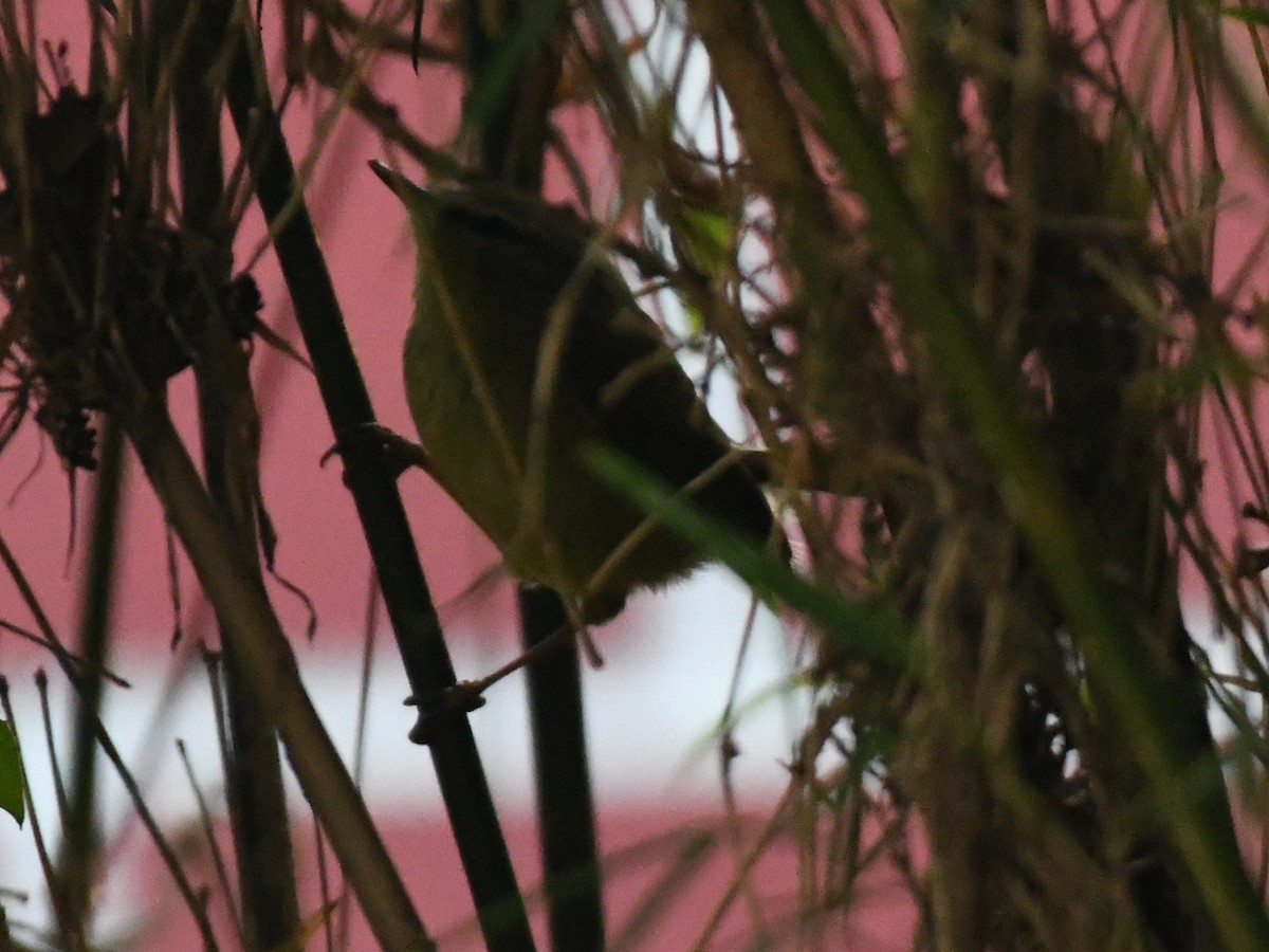 Aberrant Bush Warbler - ML647063696