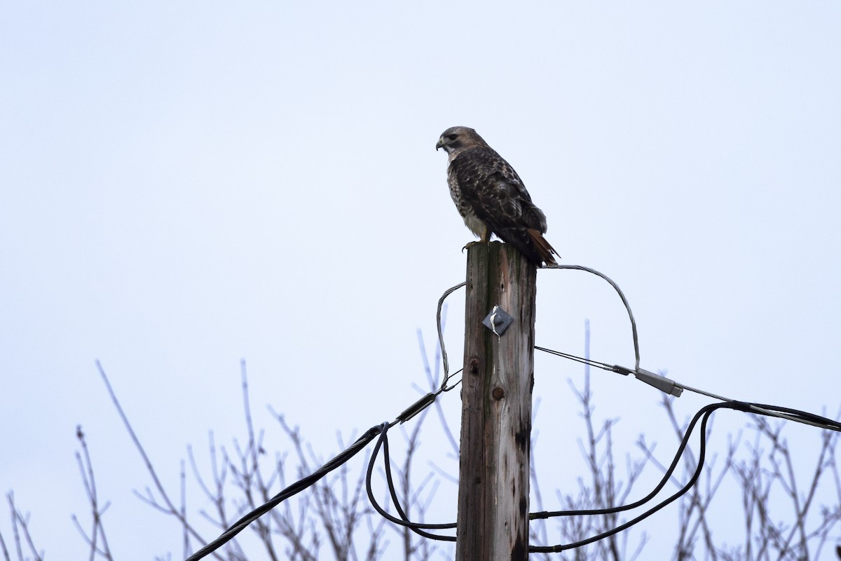 Busardo Colirrojo - ML647063721
