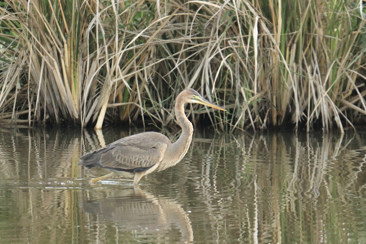Purple Heron - ML647063722