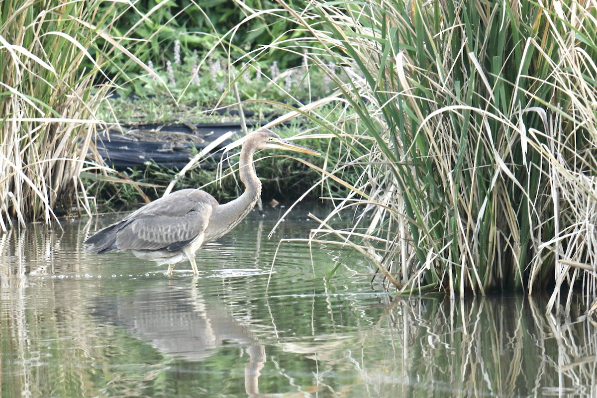 Purple Heron - ML647063723