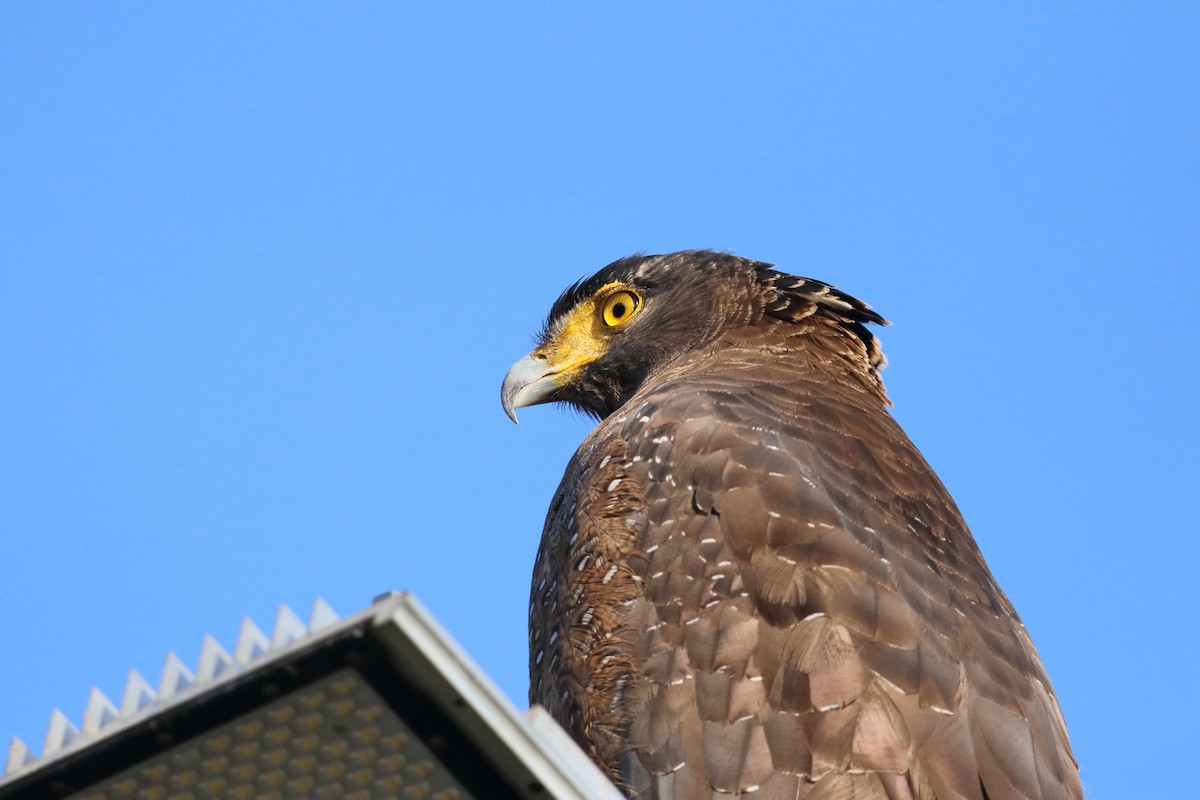 Culebrera Chiíla - ML647063728