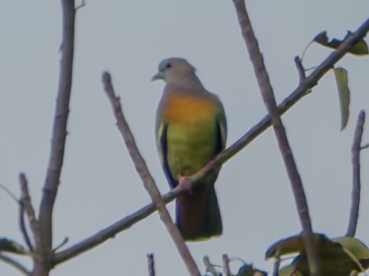Pink-necked Green-Pigeon - ML647063753
