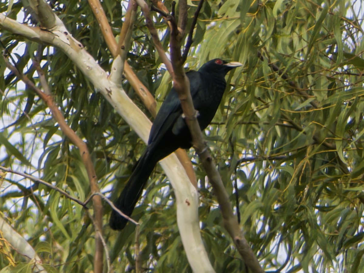 Asian Koel - ML647063756