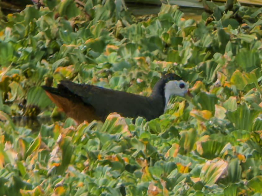 White-breasted Waterhen - ML647063757