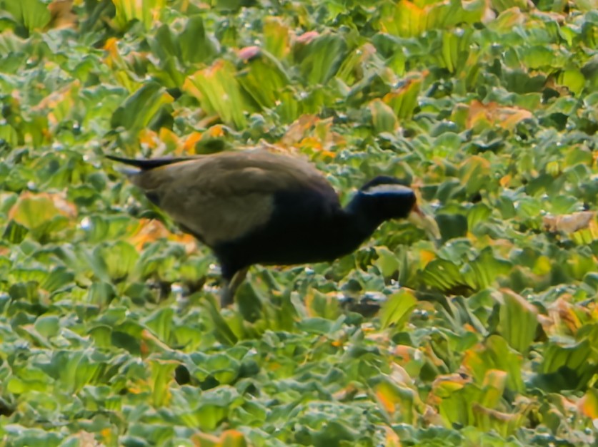 Bronze-winged Jacana - ML647063758