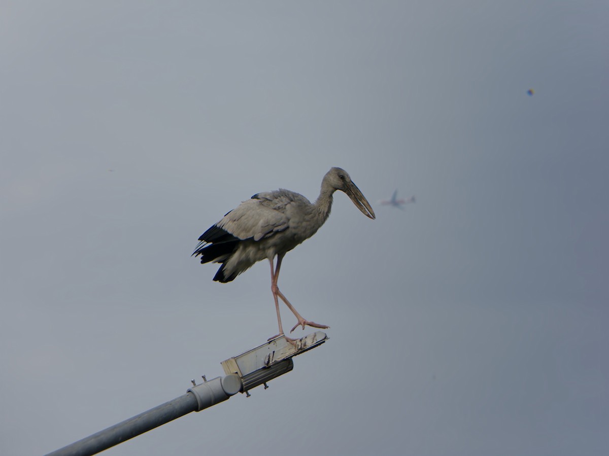 Asian Openbill - ML647063760