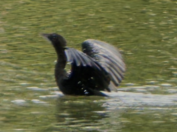 Little Cormorant - ML647063762