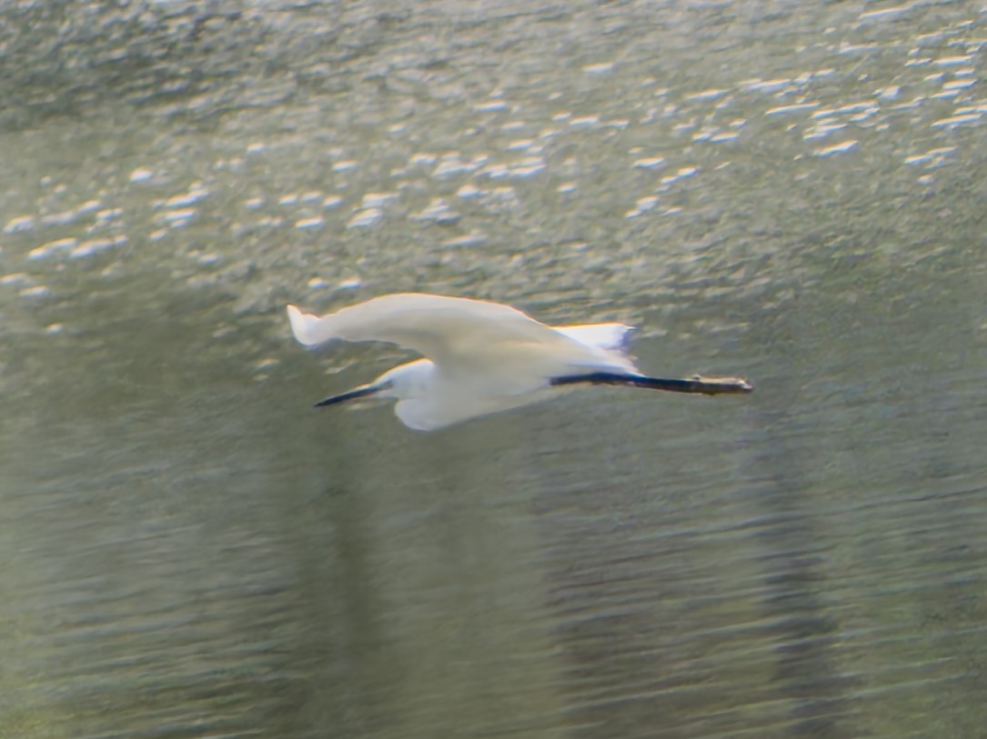 Хурган дэглий - ML647063765