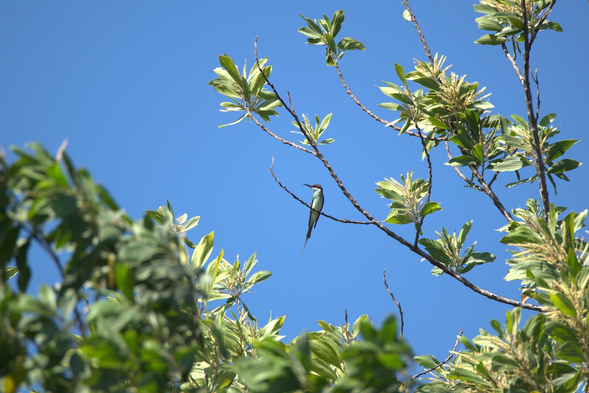 Blue-throated Bee-eater - ML647063766
