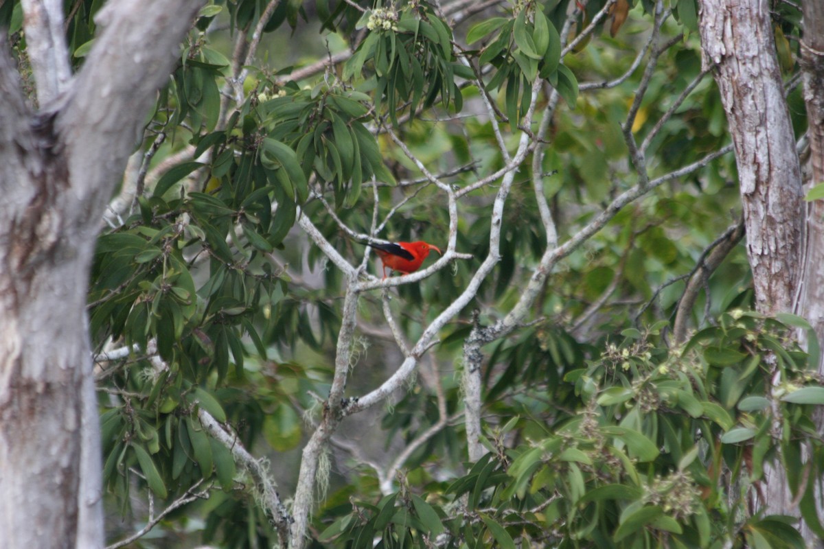 ベニハワイミツスイ - ML647063767