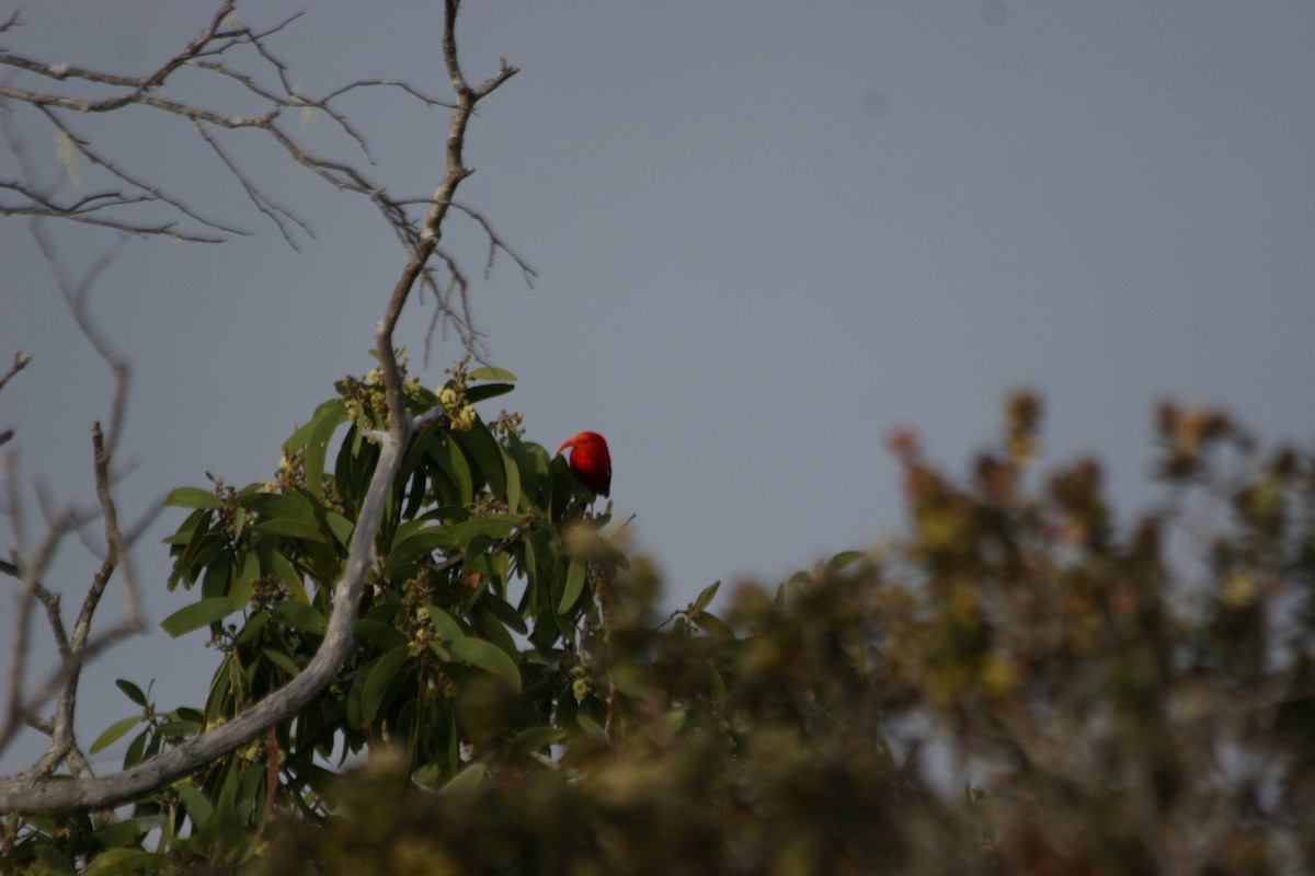 ベニハワイミツスイ - ML647063768