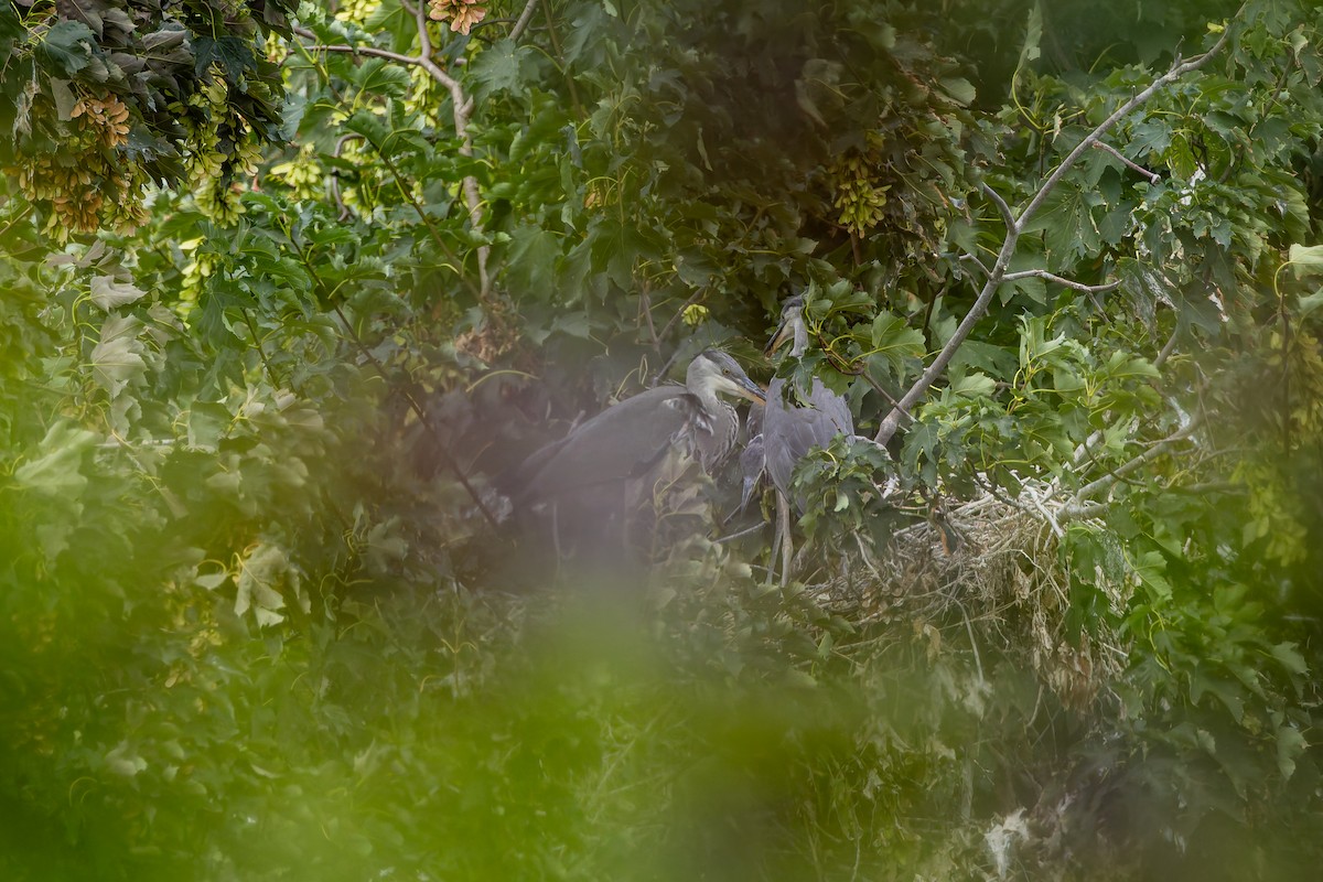 Gray Heron - ML647063769